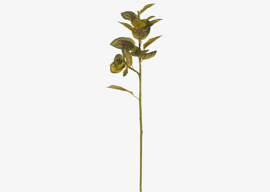 Coleus Branch Stem